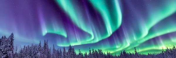 Aurora borealis landscape in nordic arctic forest, pines and sno